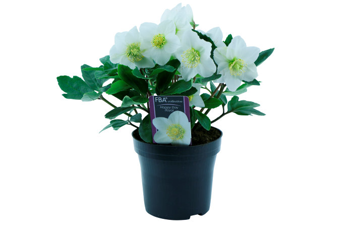 Julerose hvid 12 cm potte